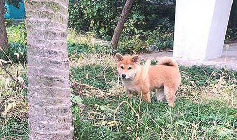 柴犬从酒店偷跑出去玩,幸亏网友及时处理,要不然它就“潜逃”了 柴犬从酒店偷跑出去玩,幸亏网友及时处理,要不然它就“潜逃”了