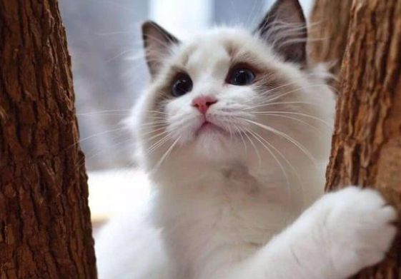 千万别养布偶猫