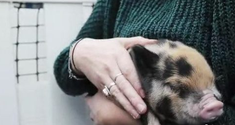 英国大学让学生抱猪仔 以纾解考试压力