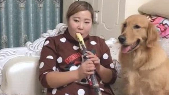 金毛从主人家手上,共盈把甘庶给夺了回来,网民:真抢但是它! 金毛从主人家手上,共盈把甘庶给夺了回来,网民:真抢但是它!