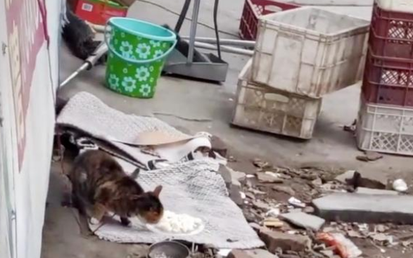 比流浪猫还惨的家猫,大冬天被主人拴在室外,三天吃上一顿饭 比流浪猫还惨的家猫,大冬天被主人拴在室外,三天吃上一顿饭