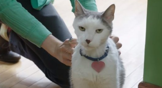 超专业的房仲猫咪 不仅接待客人还会陪签约 超专业的房仲猫咪 不仅接待客人还会陪签约