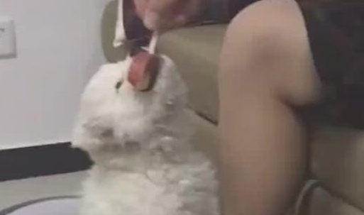 小狗狗咬着雪糕不松嘴，主人拽都拽不动，网民：小吃货