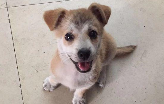 流浪犬渴坏掉眼巴巴望着饮品店,被营业员踢个跟斗后,狗狗一脸憋屈 流浪犬渴坏掉眼巴巴望着饮品店,被营业员踢个跟斗后,狗狗一脸憋屈