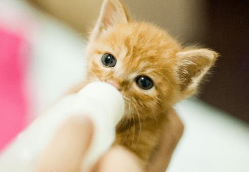 奶猫拉肚子怎样才能快速治好