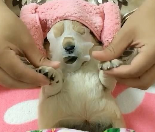 准备送女友生日礼物金毛 收后另人喜爱 准备送女友生日礼物金毛 收后另人喜爱