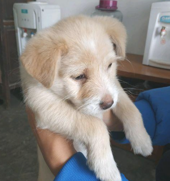 流浪犬找回家后躲在角落里,见到主人怀中抱着的小泰迪,眼中填满羡慕嫉妒 流浪犬找回家后躲在角落里,见到主人怀中抱着的小泰迪,眼中填满羡慕嫉妒