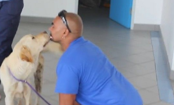 狗狗流浪9个月瘦成皮包骨头 最后被主人找到狂亲