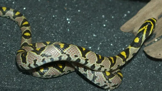 色彩斑斓的玉斑锦蛇有毒吗？答案令人意外！