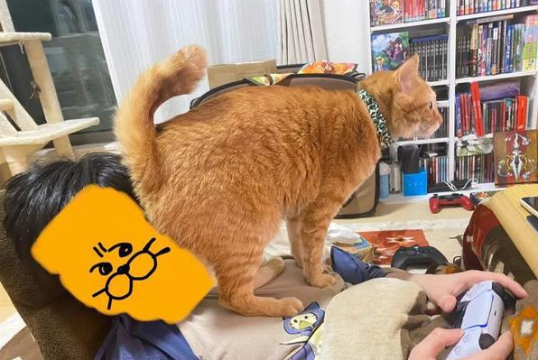 橘猫为了帮主人戒游戏,竟做出这种事...感觉好有味道啊 橘猫为了帮主人戒游戏,竟做出这种事...感觉好有味道啊