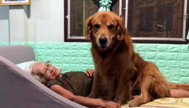 相依为命的金毛犬生病，奶奶守护身边：没有你，我怎么办？