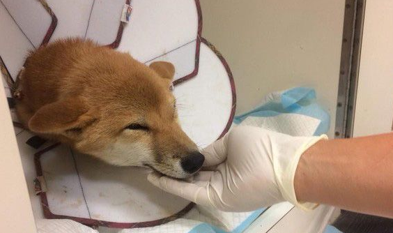 狗狗之间的爱情 老婆住院17天康复后每晚都要亲亲