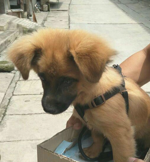 流浪犬要想喝水只怨够不上，女生绝不看不上的用力捧着喂，令人感动