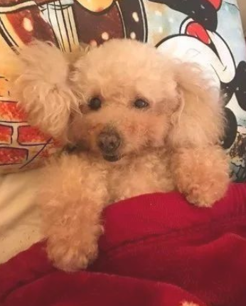 小vip憋了一口气,結果让铲屎官损害几百... 小vip憋了一口气,結果让铲屎官损害几百...
