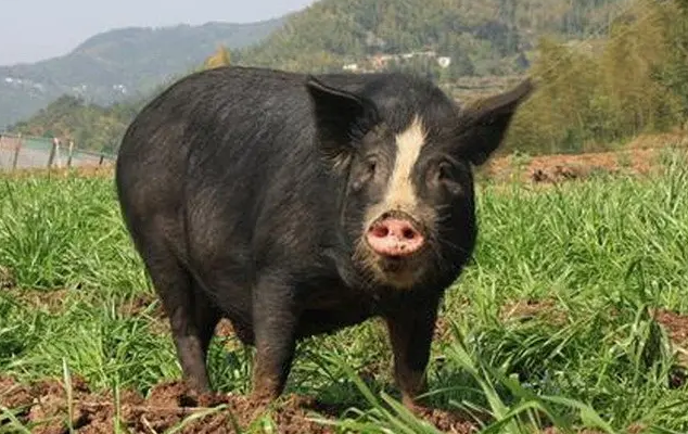 关于六白猪肥美又高产的秘密，本文给您讲透了！