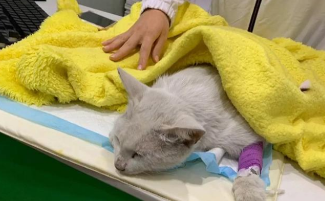 享了10天福的流浪猫,因意外去了喵星,流浪猫的一生有多短? 享了10天福的流浪猫,因意外去了喵星,流浪猫的一生有多短?