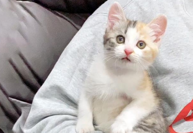 患病小猫被猫妈妈抛弃,把人类小哥当妈妈,一路跟着他回家 患病小猫被猫妈妈抛弃,把人类小哥当妈妈,一路跟着他回家