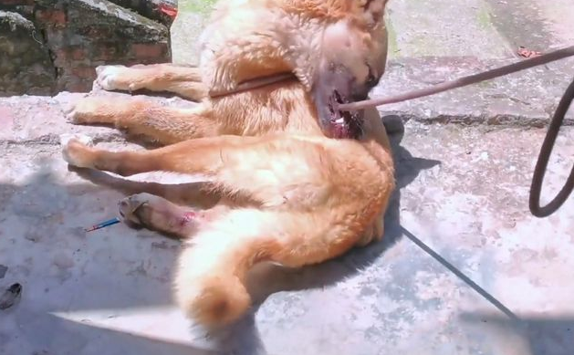 犬瘟加败血症!被抛弃的流浪狗虽遇好心人,可还是因病哀嚎着离去 犬瘟加败血症!被抛弃的流浪狗虽遇好心人,可还是因病哀嚎着离去