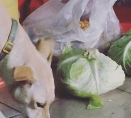 米克斯偷吃蔬菜一脸享受 感觉不是狗前世肯定是羊 米克斯偷吃蔬菜一脸享受 感觉不是狗前世肯定是羊