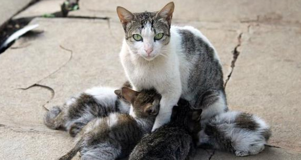 小猫受伤倒在路边，猫妈妈不断哀嚎求助，小猫获救后它竟转身离开