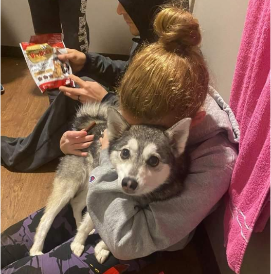让哈士奇代替父亲参加婚礼,狗狗却半路走失!主人立刻暂停婚礼 让哈士奇代替父亲参加婚礼,狗狗却半路走失!主人立刻暂停婚礼