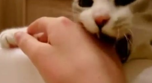 你在哪里干什么呀? 猫奴泡澡时喵星人超紧张 你在哪里干什么呀? 猫奴泡澡时喵星人超紧张