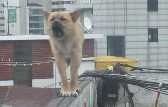 流浪犬立在楼顶围墙旁边,不许所有人挨近,掉下去时大家心都碎了 流浪犬立在楼顶围墙旁边,不许所有人挨近,掉下去时大家心都碎了