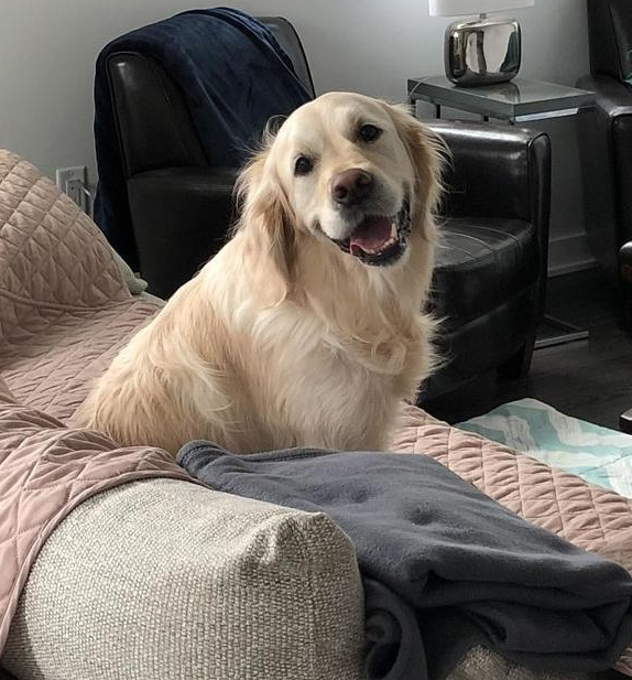 宠物深情地凝视着主人照片,温暖着所有人的心