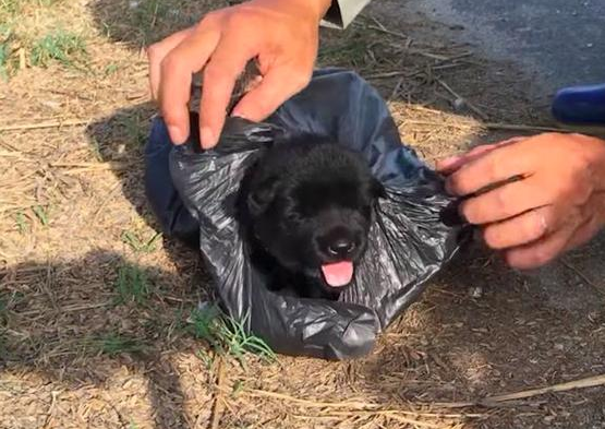 摩托主帅两只小狗放入塑料袋里,还加上了死结,中途将他们丢弃 摩托主帅两只小狗放入塑料袋里,还加上了死结,中途将他们丢弃