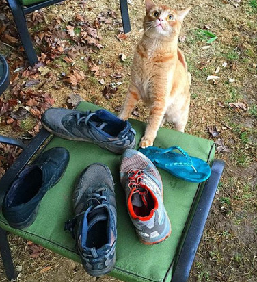 脚味癖萌猫专偷邻居鞋子 主人说 一车战利品 欢迎认领 脚味癖萌猫专偷邻居鞋子 主人说 一车战利品 欢迎认领