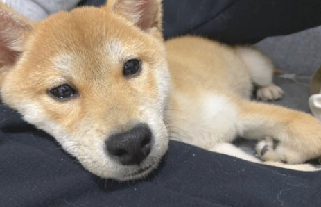 柴犬的睡姿挺“妖媚”，好像个妙龄女子一样，太讨人喜欢了