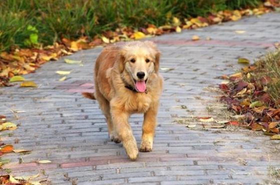金毛犬和主人走失后，自己跑到宠物医院求助，金毛：我主人不见了