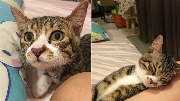 谁在里面？爱猫知道马麻有宝贝后突然超温柔
