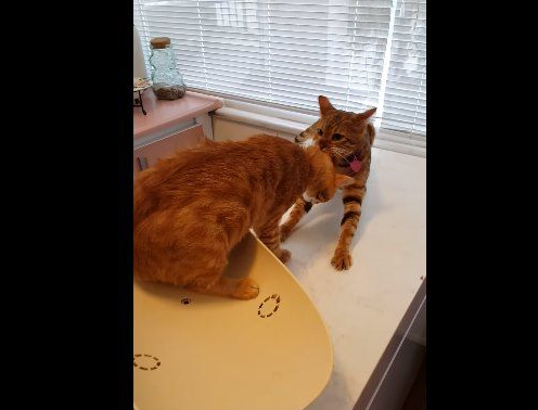 超有义气的一只猫 要逃命也绝不丢下同伴!