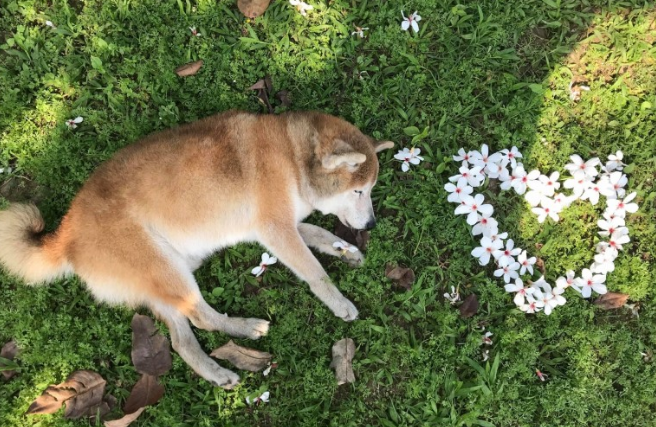 17岁失智老柴犬跑不动,醒来看不到主人家忧伤落泪,网民:心碎了 17岁失智老柴犬跑不动,醒来看不到主人家忧伤落泪,网民:心碎了