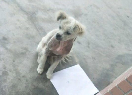 流浪狗默默地跟随在她背后,女生收养二天后见到它的主要表现禁不住辛酸 流浪狗默默地跟随在她背后,女生收养二天后见到它的主要表现禁不住辛酸