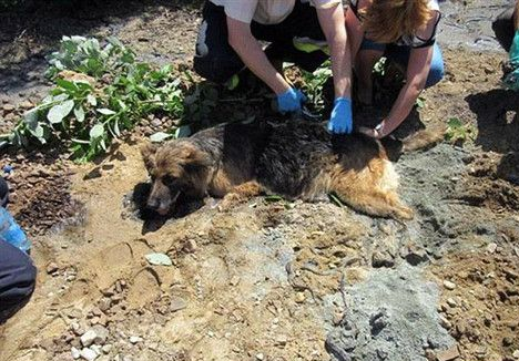 狗睡错地方差点把自己融在水泥里 费好大劲才挖它出来
