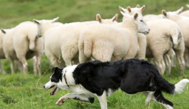 边境牧羊犬有多聪明？不只会放羊，还能救人命！