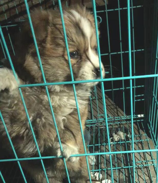 小奶狗被摆摊大叔留到马路边，获知这是个流浪狗，女生这一下心痛了