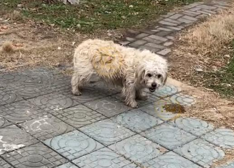 捡到一只怀孕流浪狗,带它去做绝育手术,这么做有错吗? 捡到一只怀孕流浪狗,带它去做绝育手术,这么做有错吗?