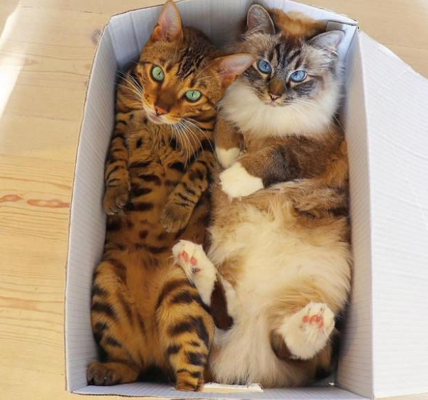 铲屎官遛猫时，家猫竟对流浪猫一见钟情，原地苦等几小时