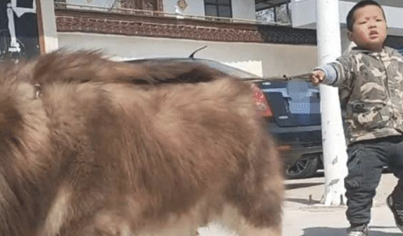 熊孩子遛猫遛狗反被狗咬遛，靴子都快打磨了火花，心里：我较弱了