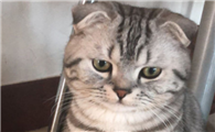 折耳猫什么姿势是犯病