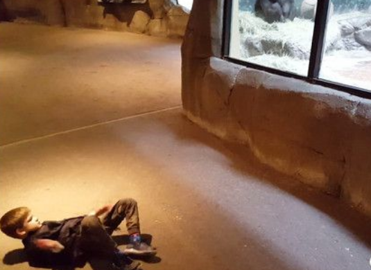 男童隔着玻璃大秀舞技 视要与猩猩一决高下 男童隔着玻璃大秀舞技 视要与猩猩一决高下