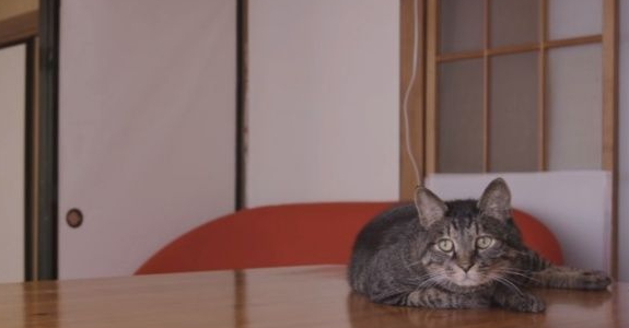 猫咪到底认得主人声音吗？答案在这支广告里