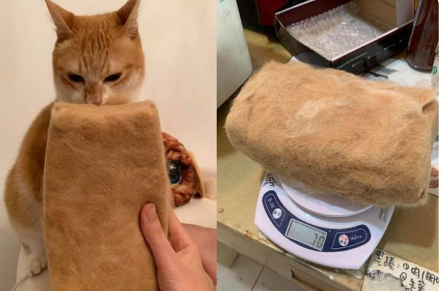 主人薅猫毛8年,收获一个猫毛枕头!网友:请收下我的膝盖 主人薅猫毛8年,收获一个猫毛枕头!网友:请收下我的膝盖