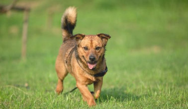 中华田园犬为什么当不上小狗警犬？土狗有这5个缺陷 网民懂了