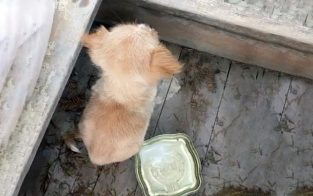患病小奶狗被丢天桥下,静静等待死亡,幸运的是它遇到一群好心人 患病小奶狗被丢天桥下,静静等待死亡,幸运的是它遇到一群好心人