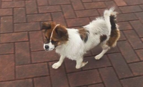 下雨天流浪犬彷徨走在路上,看着它露宿街头的目光,女生这一刻好辛酸 下雨天流浪犬彷徨走在路上,看着它露宿街头的目光,女生这一刻好辛酸