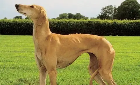怎样挑选灵缇犬?这些技巧要牢记! 怎样挑选灵缇犬?这些技巧要牢记!